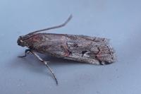 Pempelia palumbella
