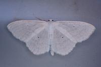 Scopula subpunctaria