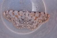 Scopula rufomixtaria