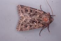 Sideridis reticulata