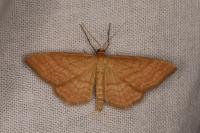 Idaea ochrata