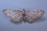 Eupithecia subfuscata