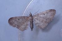 Eupithecia subfuscata