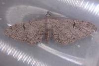 Eupithecia distinctaria