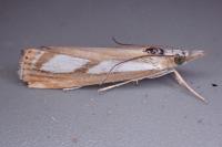 Catoptria permutatellus