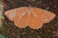 Angerona prunaria