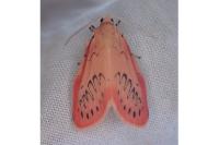 Miltochrista miniata