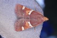 Pyralis regalis