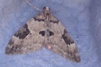 Thera vetustata