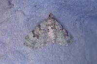 Chloroclystis v-ata