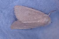 Mythimna sicula