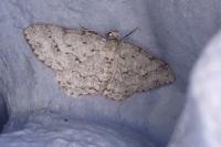 Ectropis crepuscularia