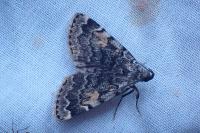 Idia calvaria
