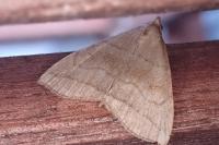 Herminia tarsicrinalis