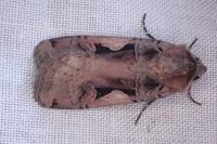 Xestia c-nigrum