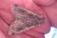 Peridroma saucia