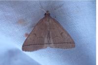 Herminia tarsipennalis