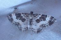 Epirrhoe rivata