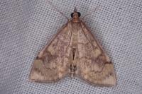 Anania verbascalis