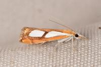 Catoptria pinella