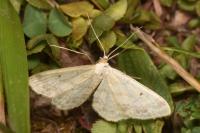 Idaea biselata