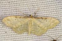 Idaea fuscovenosa