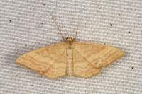 Idaea ochrata