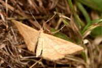 Idaea ochrata