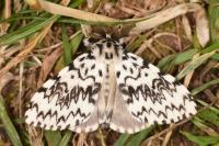 Lymantria monacha