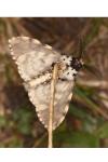 Lymantria monacha