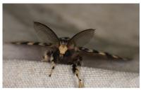 Lymantria monacha