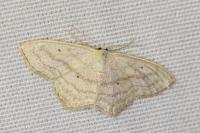 Scopula nigropunctata