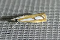 Catoptria gr. permutatellus