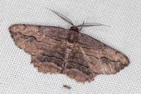 Menophra abruptaria