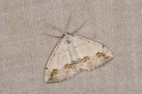 Scopula ornata
