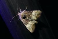 Mesoligia furuncula