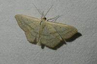 Scopula nigropunctata