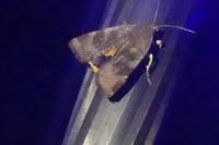 Noctua janthe/janthina