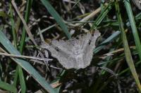 Macaria alternata