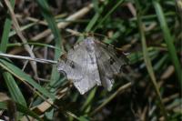 Macaria alternata