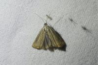 Chrysoteuchia culmella