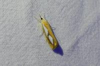 Catoptria pinella
