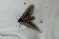 Sphinx ligustri