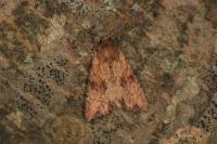 Apamea sublustris