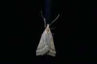 Synaphe punctalis