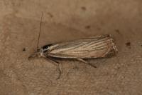 Chrysoteuchia culmella
