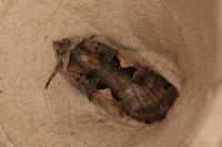 Xestia c-nigrum