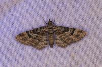 Gymnoscelis rufifasciata