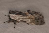 Harpyia milhauseri