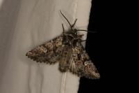 Pachetra sagittigera